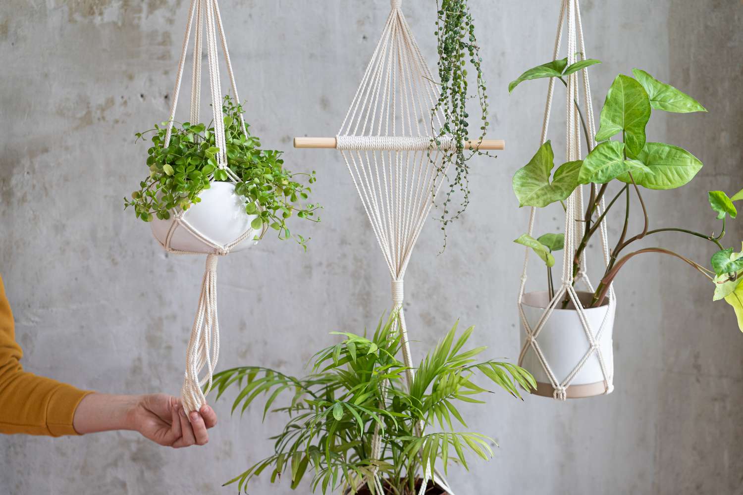 Recommendations on tips on how to Make Macrame Plant Hangers for Your Residence