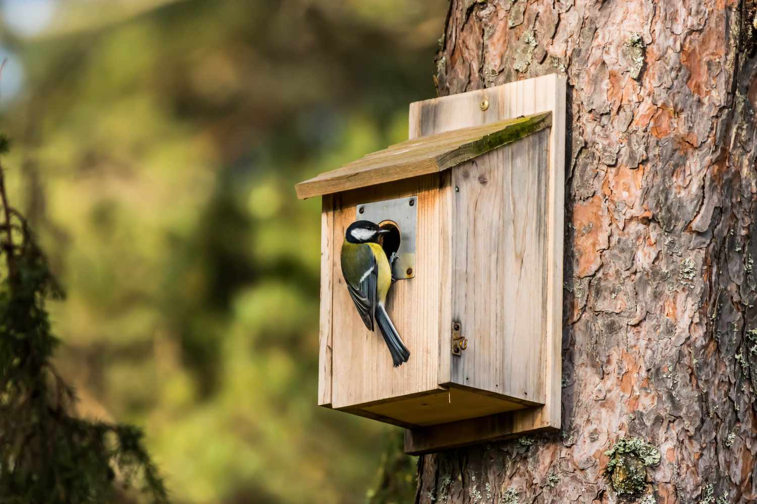 Learn to Make a Birdhouse: 8 Easy Steps