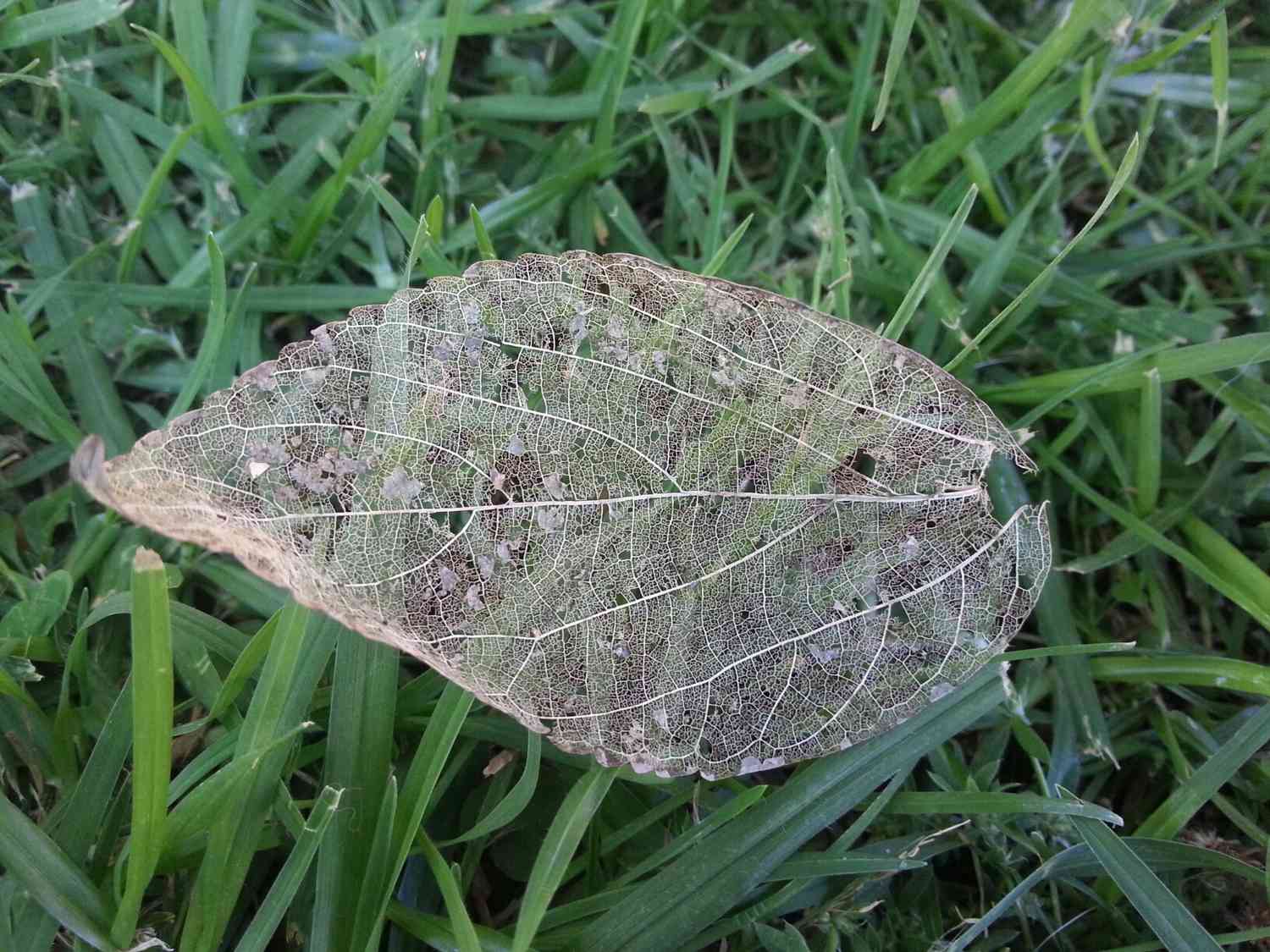 One of the best ways to Make Leaf Skeletons