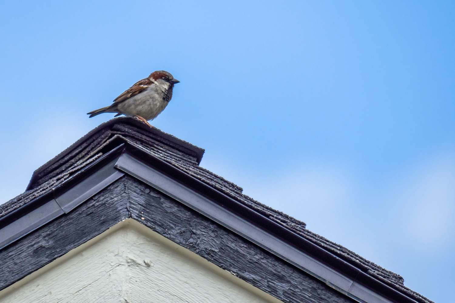 Strategies to Get a Fowl Out of Your House